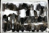 Lot: Lbs Cut base Smoky Quartz Crystals (-) - Brazil #77822-1